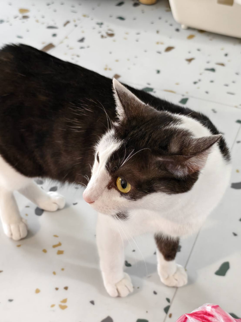 志工補飼料照顧貓咪日常生活